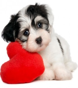 cane-san-valentino-cuore-268x300